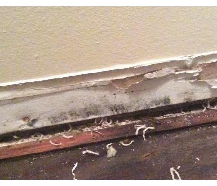 Mold growth behind the baseboards of a Joplin, MO home.