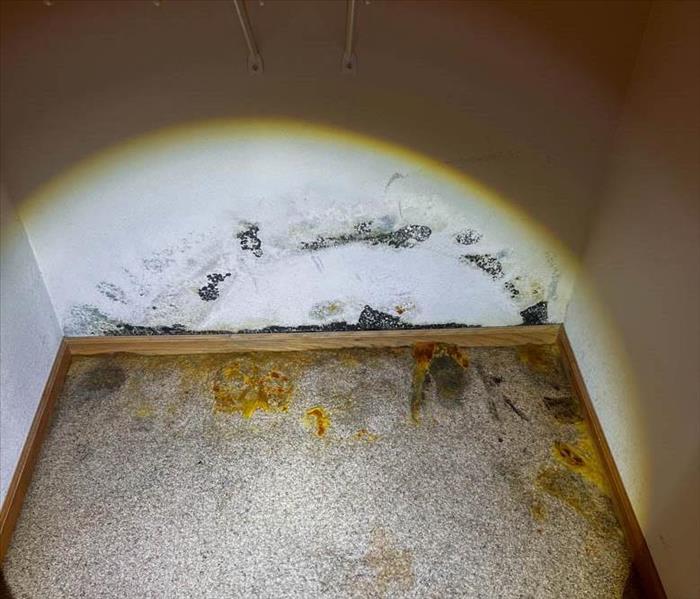 Mold growing on the wall in a closet.
